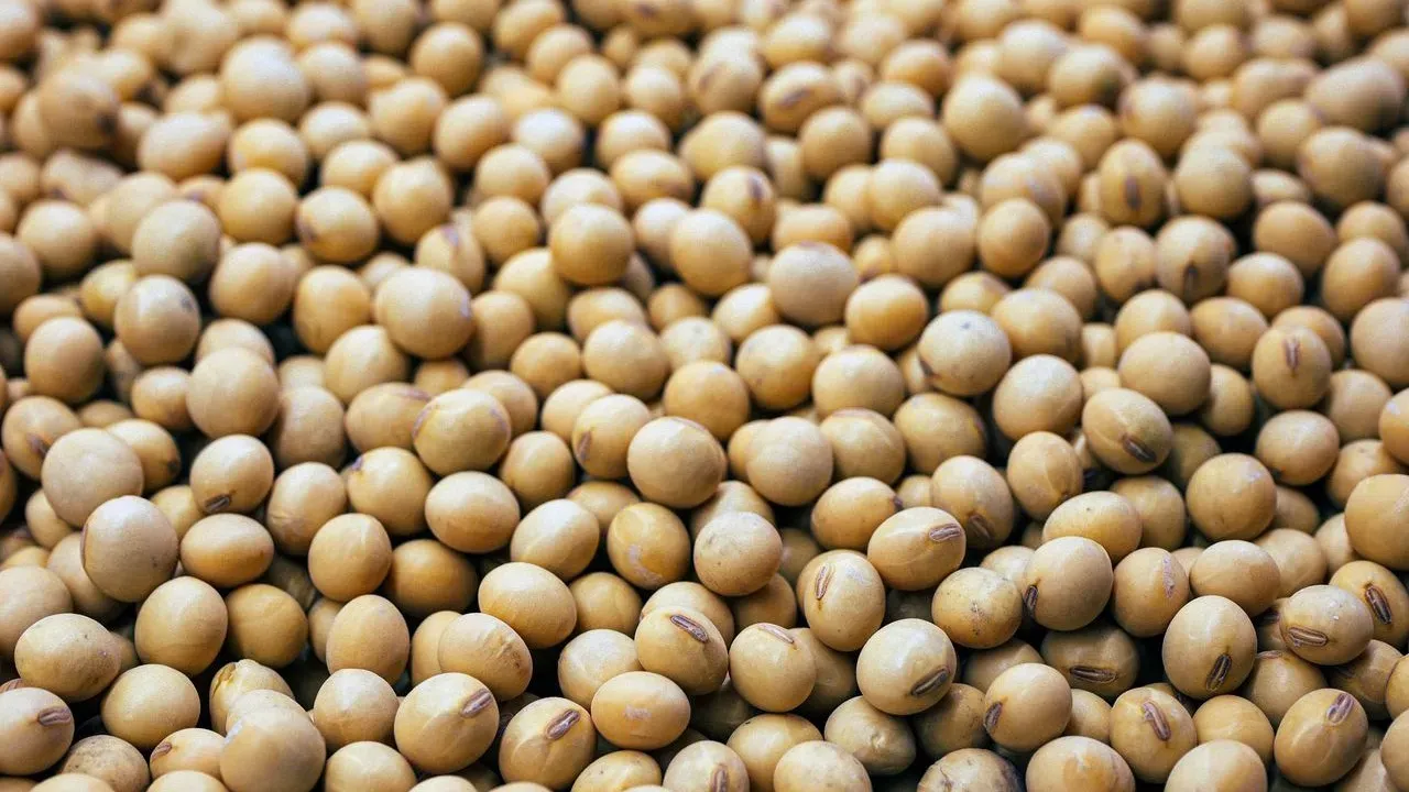 USDA Asks Americans to Weigh In on New Pest-Resistant GMO Soybean
