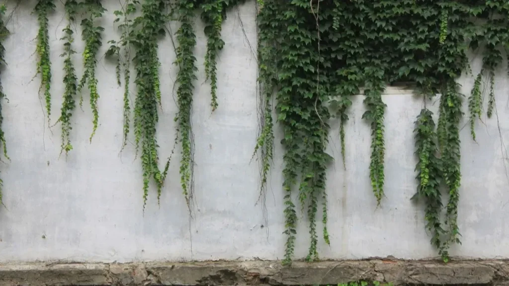 The Popular Vines That Could Be Secretly Wrecking Your Home's Siding and Roof - Featured image