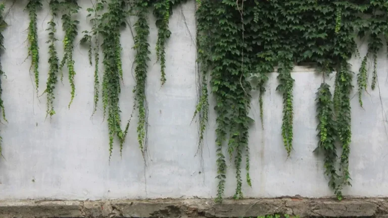 The Popular Vines That Could Be Secretly Wrecking Your Home's Siding and Roof - Featured image