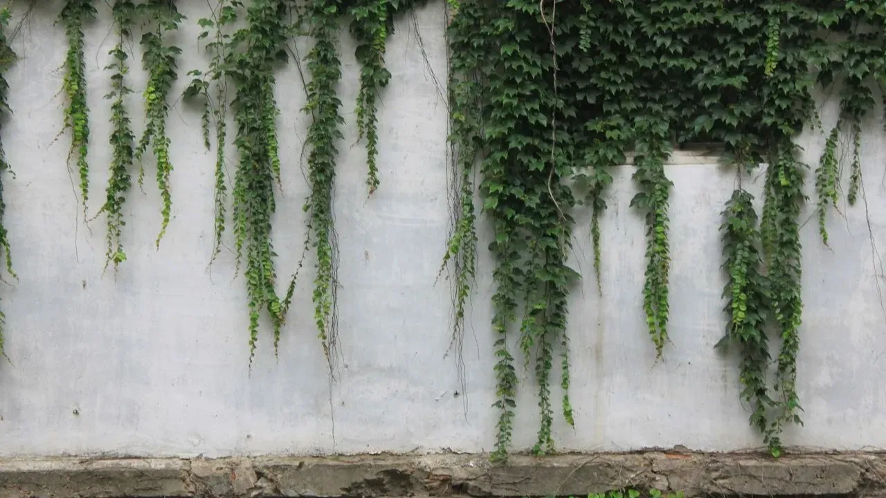 The Popular Vines That Could Be Secretly Wrecking Your Home's Siding and Roof