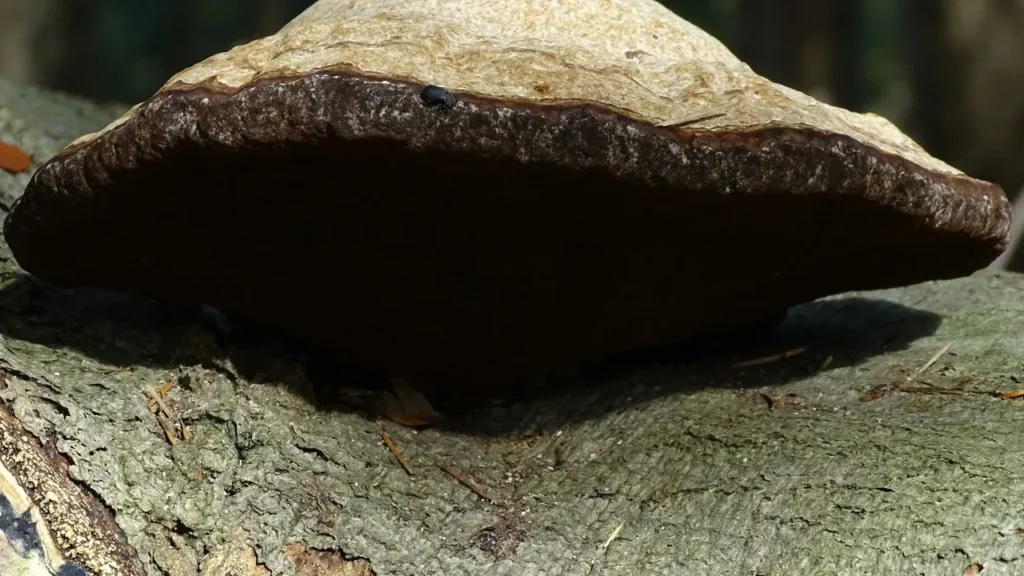 Turning Logs into Living Gardens: A Natural Route to Homegrown Mushrooms - Featured image