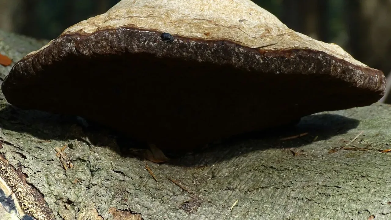Turning Logs into Living Gardens: A Natural Route to Homegrown Mushrooms