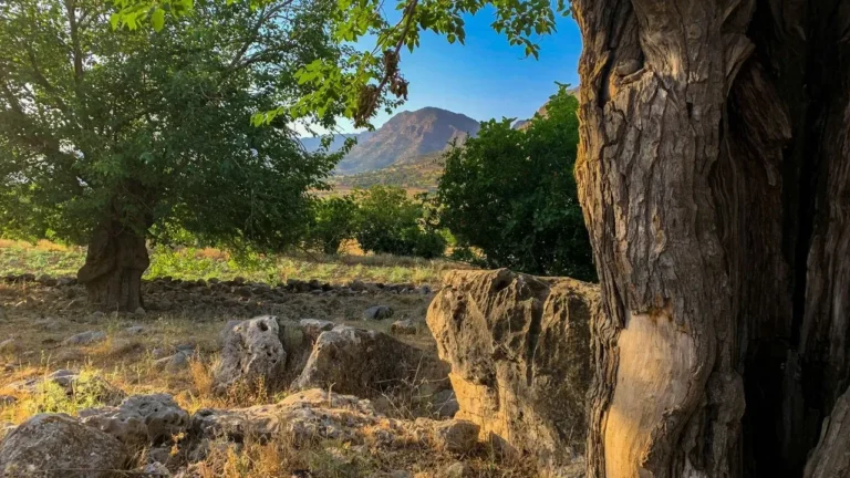 Food Forest Experiments Reveal What Thrives and What Fails in Southern Climates - Featured image