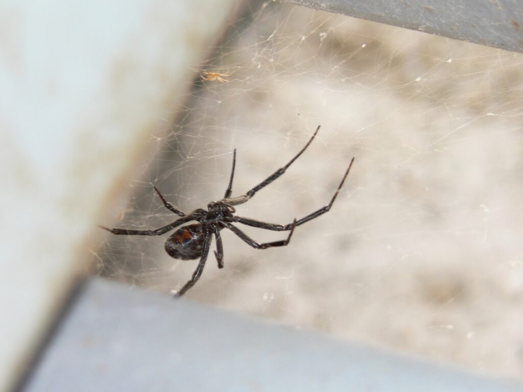 Why Spiders Vanish From a Room Right Before Winter - Featured image