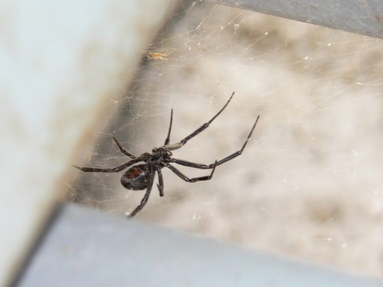 Why Spiders Vanish From a Room Right Before Winter - Featured image