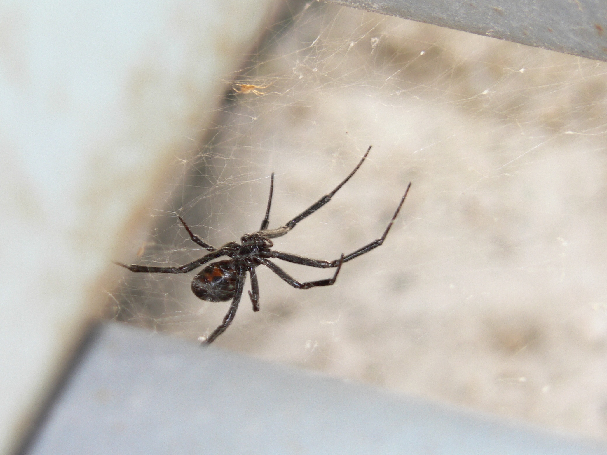 Why Spiders Vanish From a Room Right Before Winter