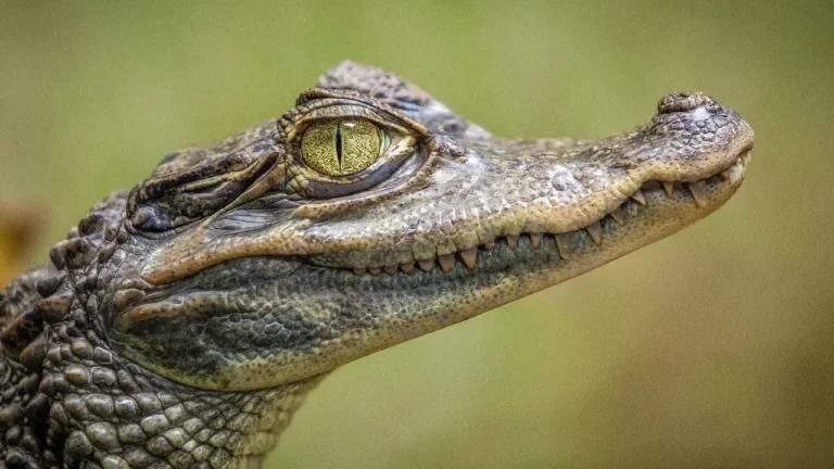 Swimmer Hospitalized After Alligator Bite in Florida's Silver River - Featured image