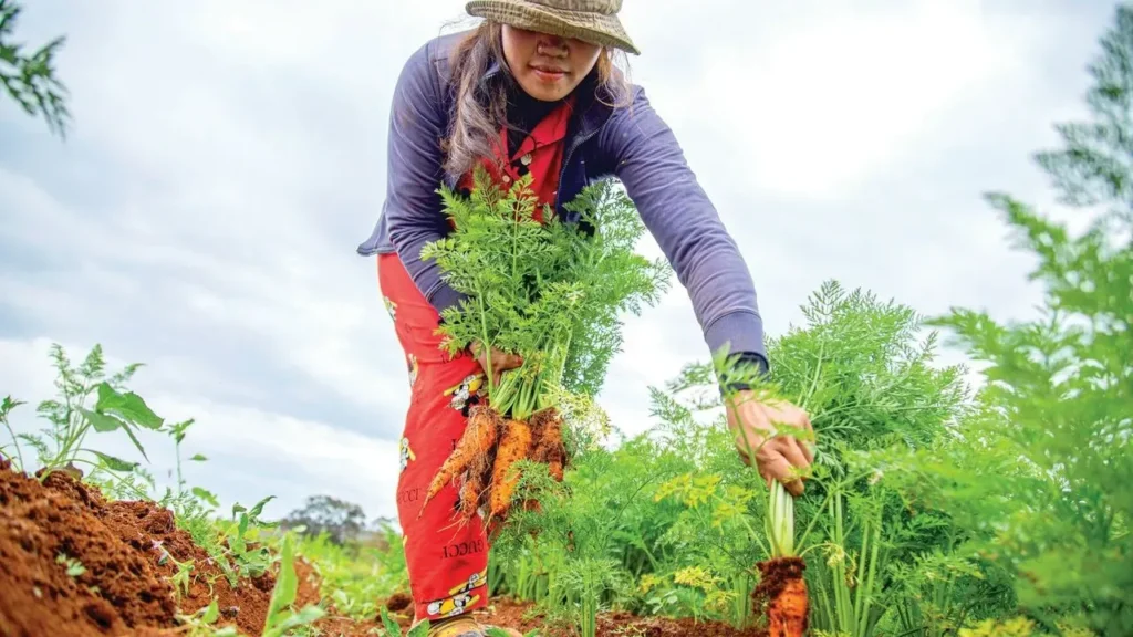 Sow Carrots Now for Sweet Winter Harvests - Featured image