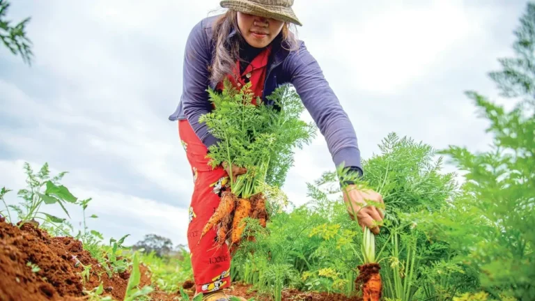 Sow Carrots Now for Sweet Winter Harvests - Featured image