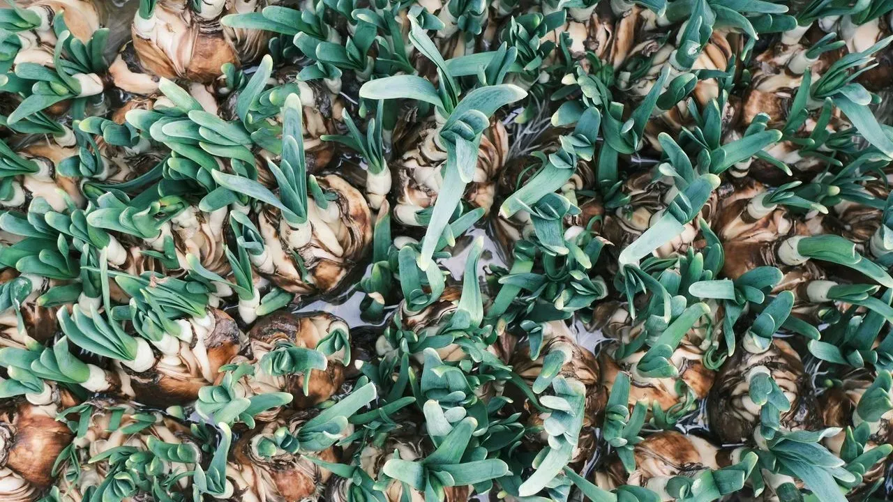 Tulip Breeders Introduce Fresh Options for 2027 Spring Displays
