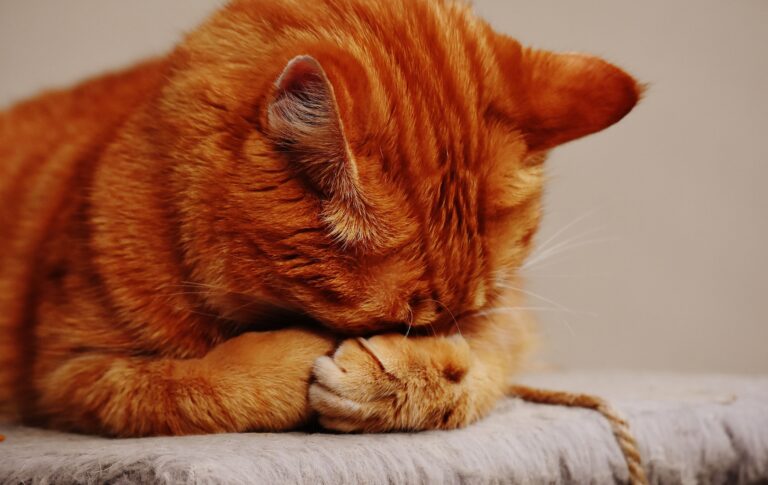 The Cat Behavior Vets Say Is Actually a Pain Signal - Featured image