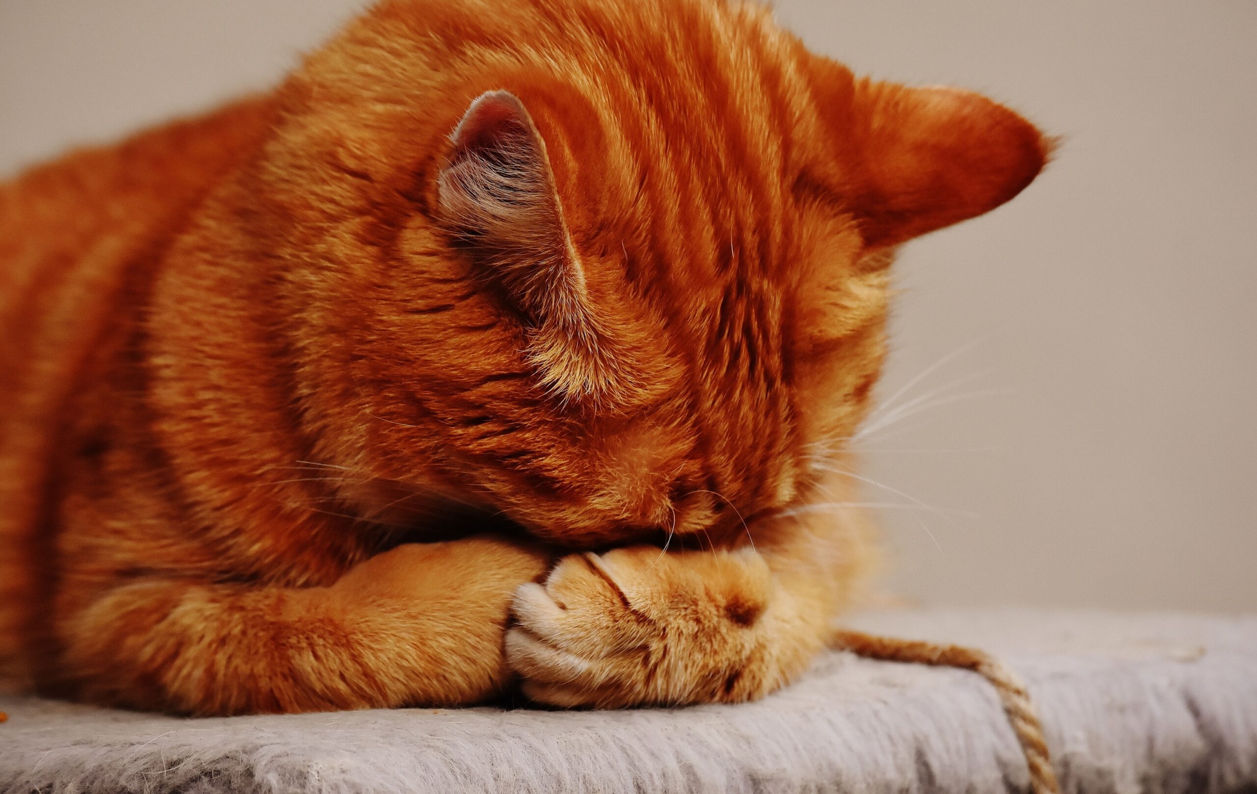 The Cat Behavior Vets Say Is Actually a Pain Signal