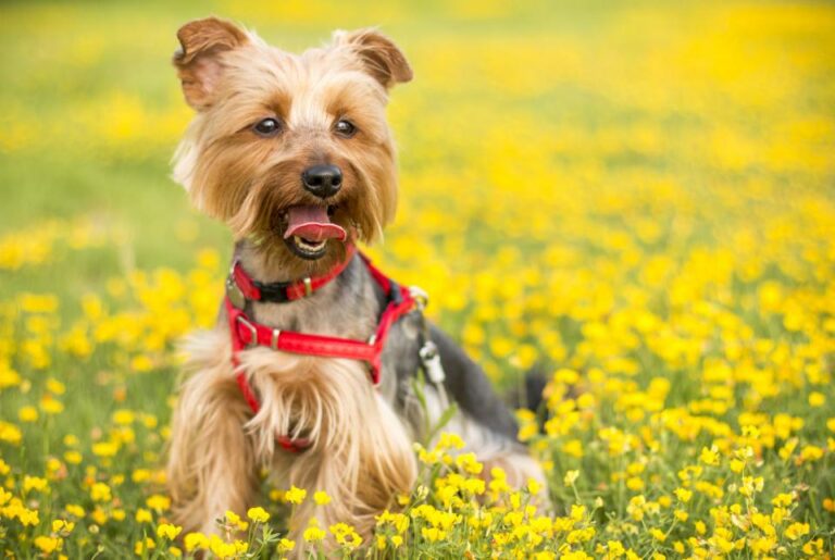 The Backyard Hazard Most Pet Owners Overlook - Featured image