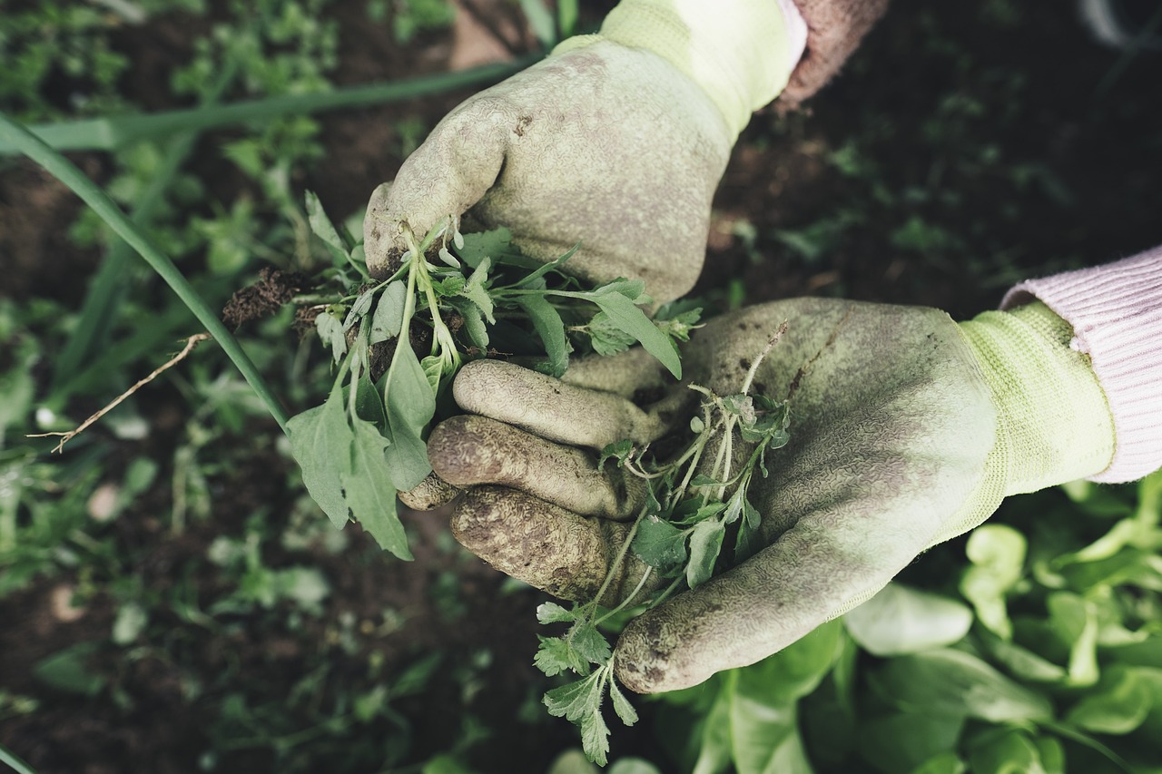 6 "Junk" Garden Plants That Are Secretly Worth a Fortune
