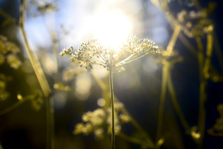 The Sunlight Miscalculation That's Quietly Stunting Your Vegetable Harvest - Featured image