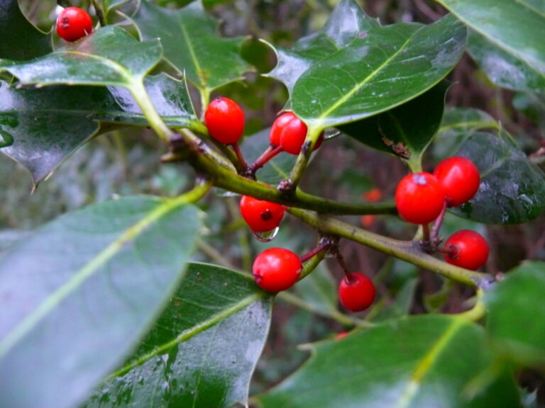 The Decorative Berry Plant That Sends More Kids to the ER Than Any Other - Featured image