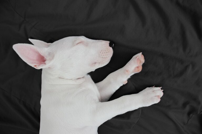 The Sleeping Position That Reveals How Your Dog Really Feels - Featured image