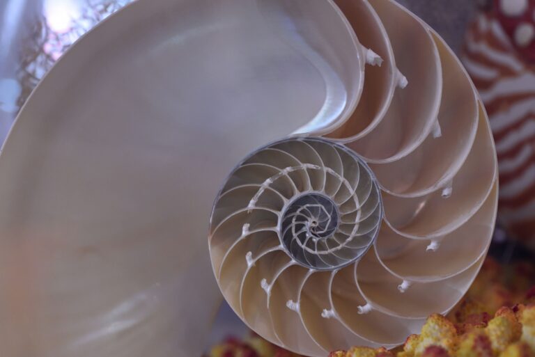 Why Some Flowers Are Mathematically Perfect Down to the Petal - Featured image