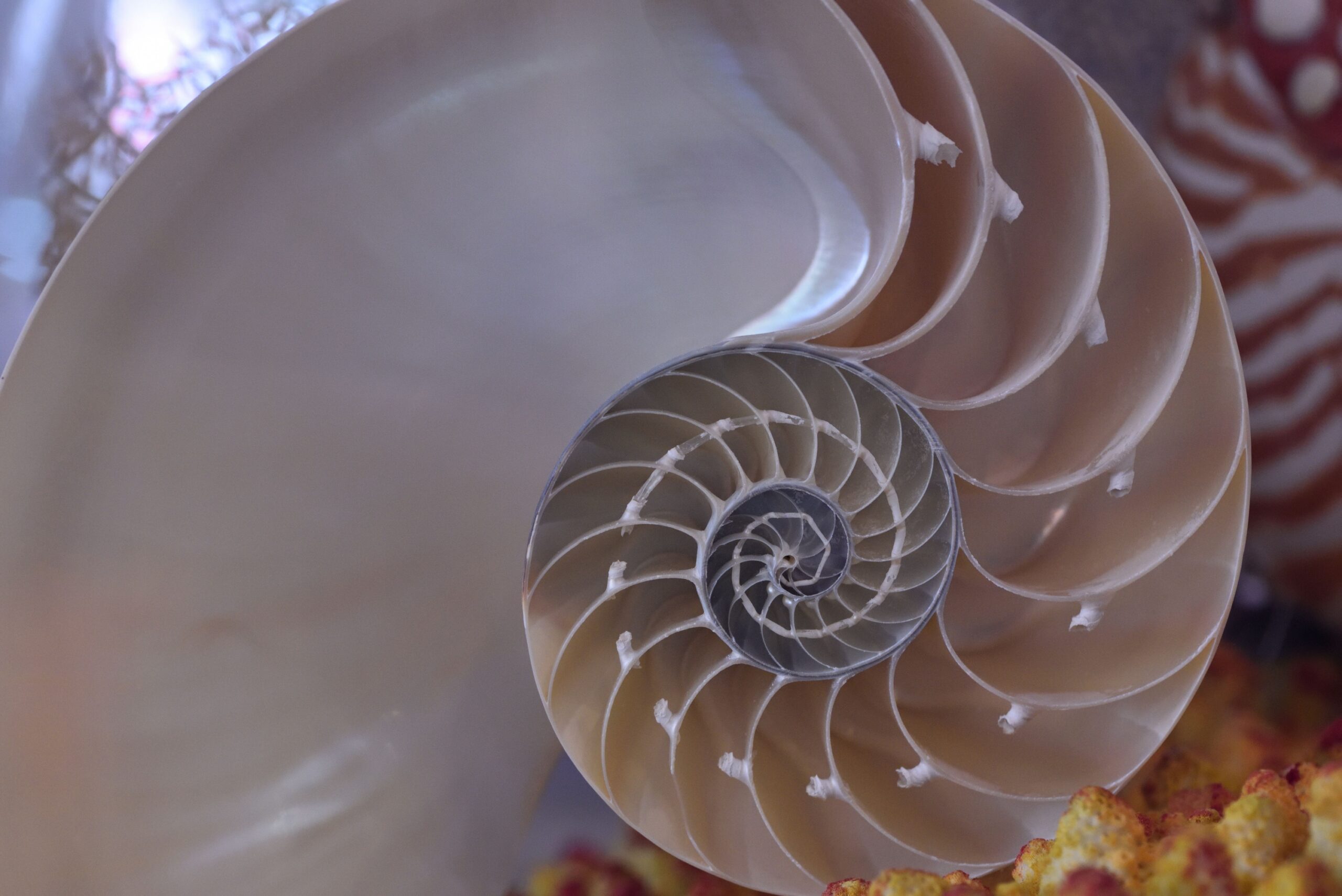 Why Some Flowers Are Mathematically Perfect Down to the Petal