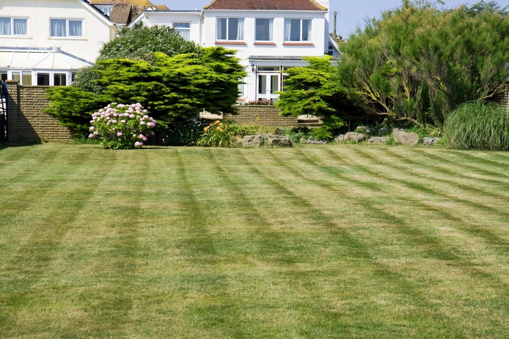 The Common Lawn Mistake That's Secretly Inviting Grubs - Featured image