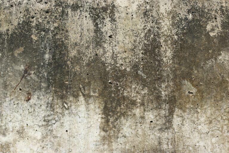 The Silverfish Sighting That Means Your Walls Are Too Humid - Featured image