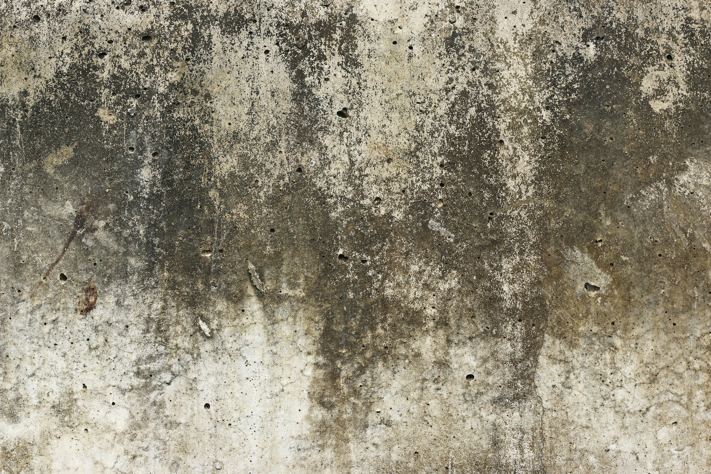 The Silverfish Sighting That Means Your Walls Are Too Humid