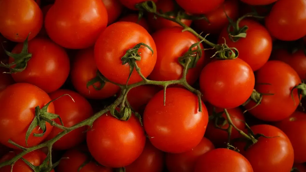 Stop Garden Tomatoes From Spoiling Too Soon