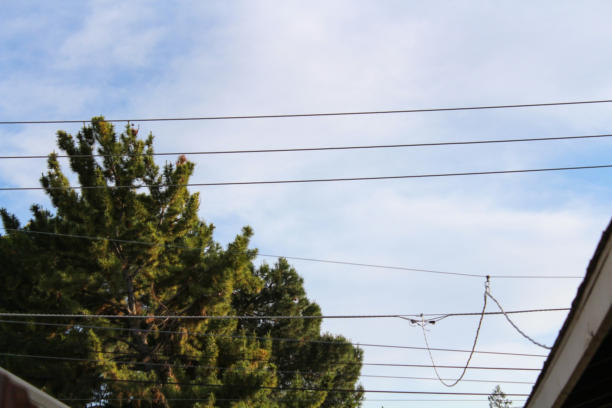 The Property Line Mistake That Costs Homeowners Their Own Trees
