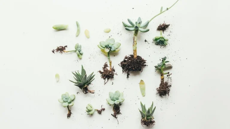 Multiply Your Plants From Cuttings for Free - Featured image