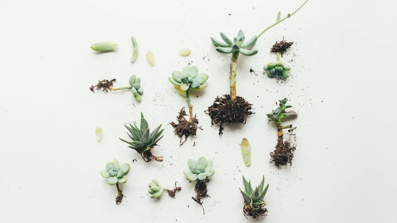 Multiply Your Plants From Cuttings for Free