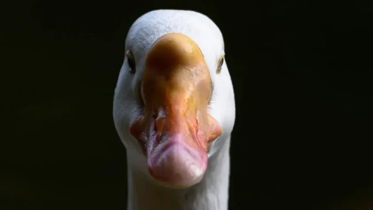 Goosey the Goose Honks the Alarm and Saves a Texas Barn Full of Animals - Featured image