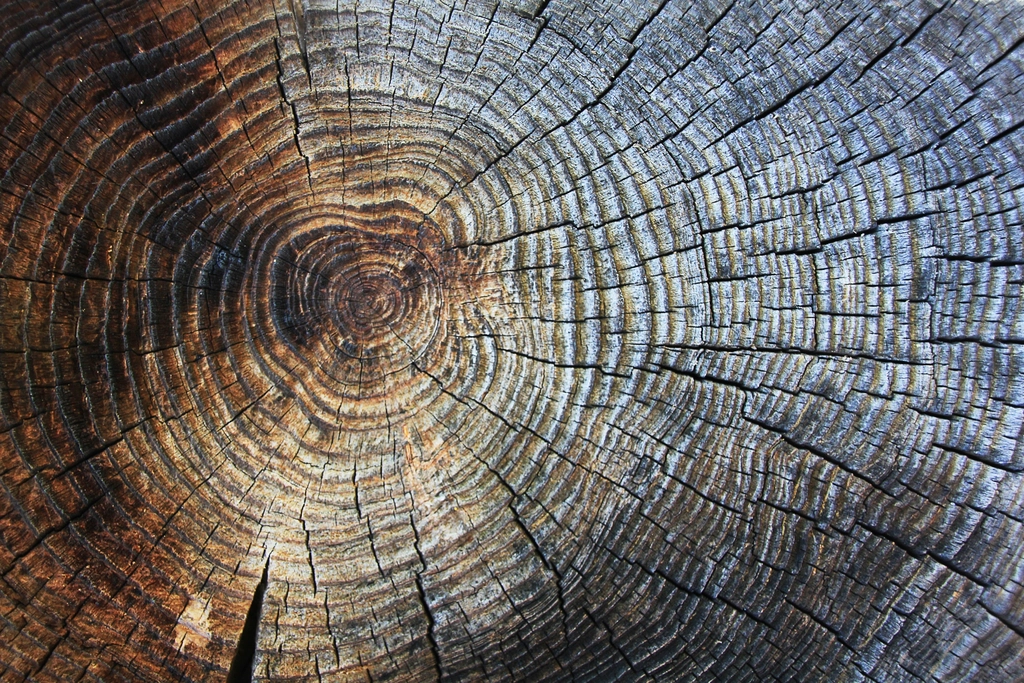 5 Garden Plants That Are Technically Still Alive Centuries Later