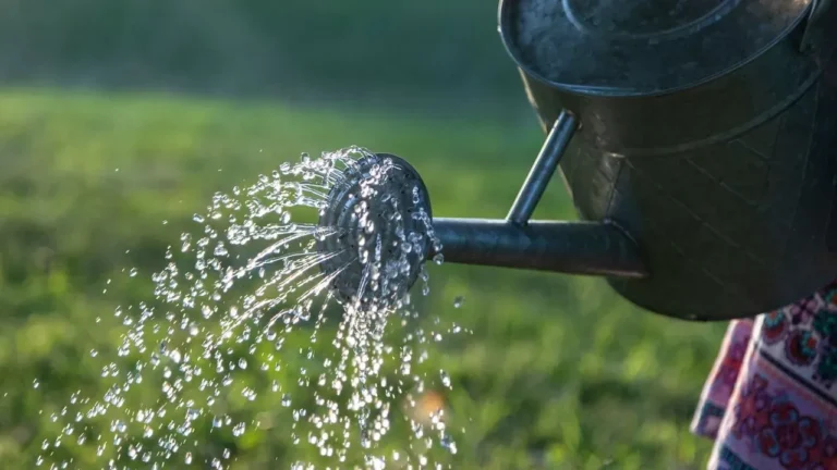 Denver Eyes Ban on Lawn Watering Starting in October - Featured image