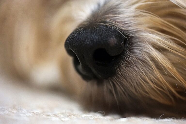 Why Some Dogs Refuse to Walk Past Certain Houses - Featured image