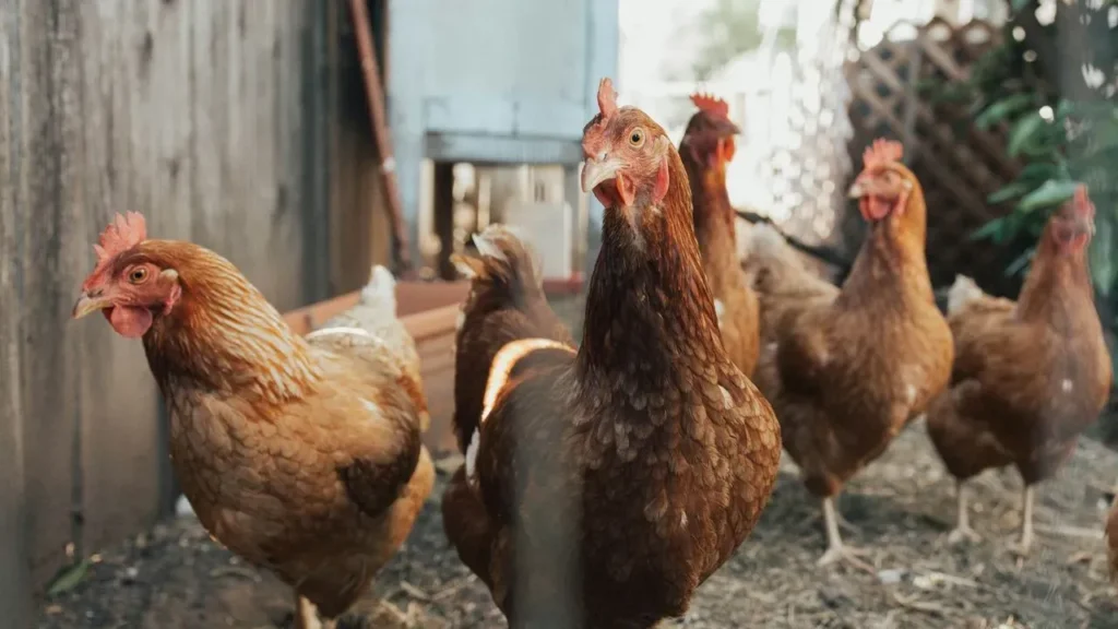 Tradwife Trend Spotlights Health Ties to Gardening and Raising Chickens - Featured image