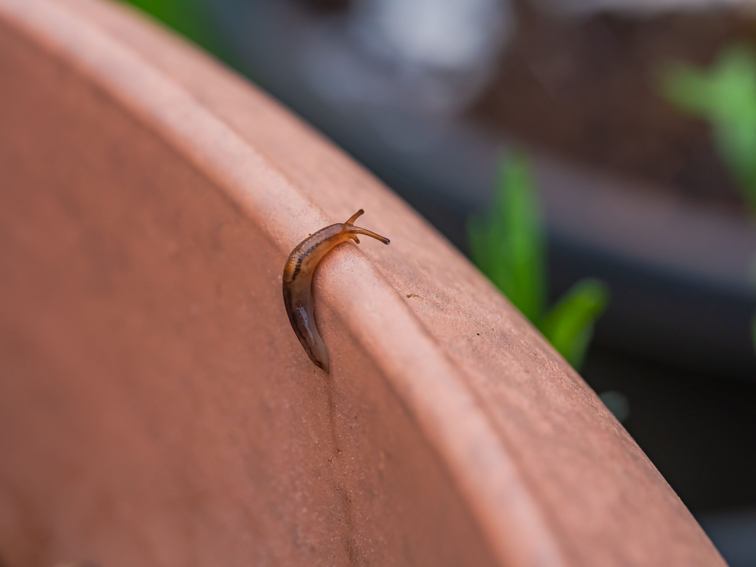 The Odd Way Slugs Navigate Your Garden in Total Darkness