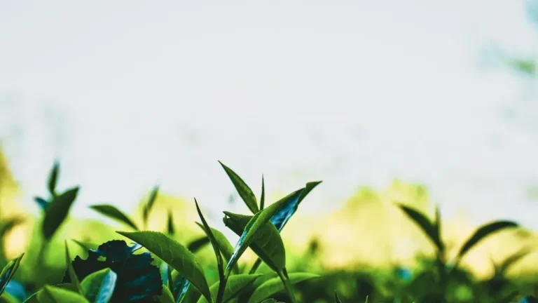 Gardeners Turn Corners Into Serene Tea Nooks - Featured image