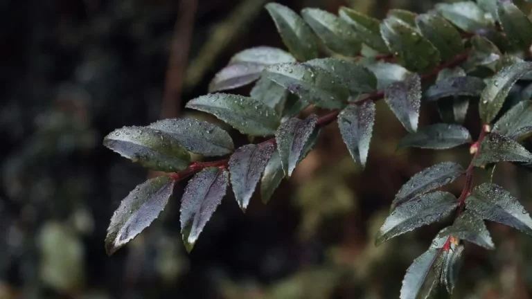 Huckleberries Offer Richer Flavor Than Blueberries - Featured image