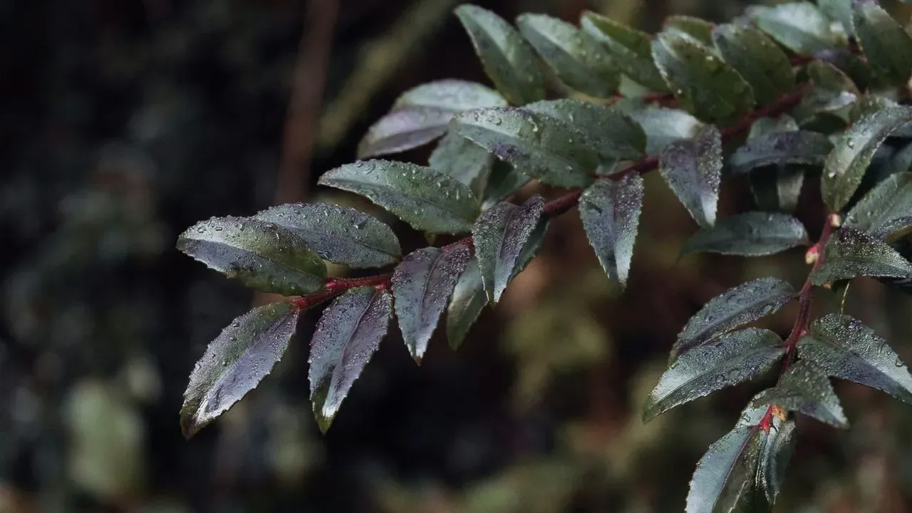 Huckleberries Offer Richer Flavor Than Blueberries