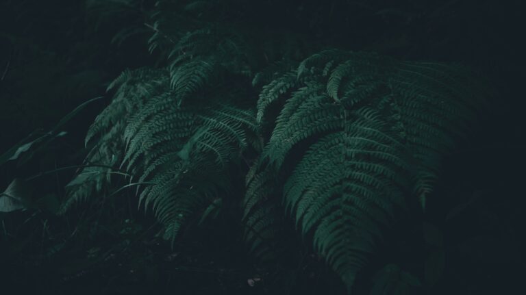 Why Certain Plants Glow Faintly Under UV Light - Featured image