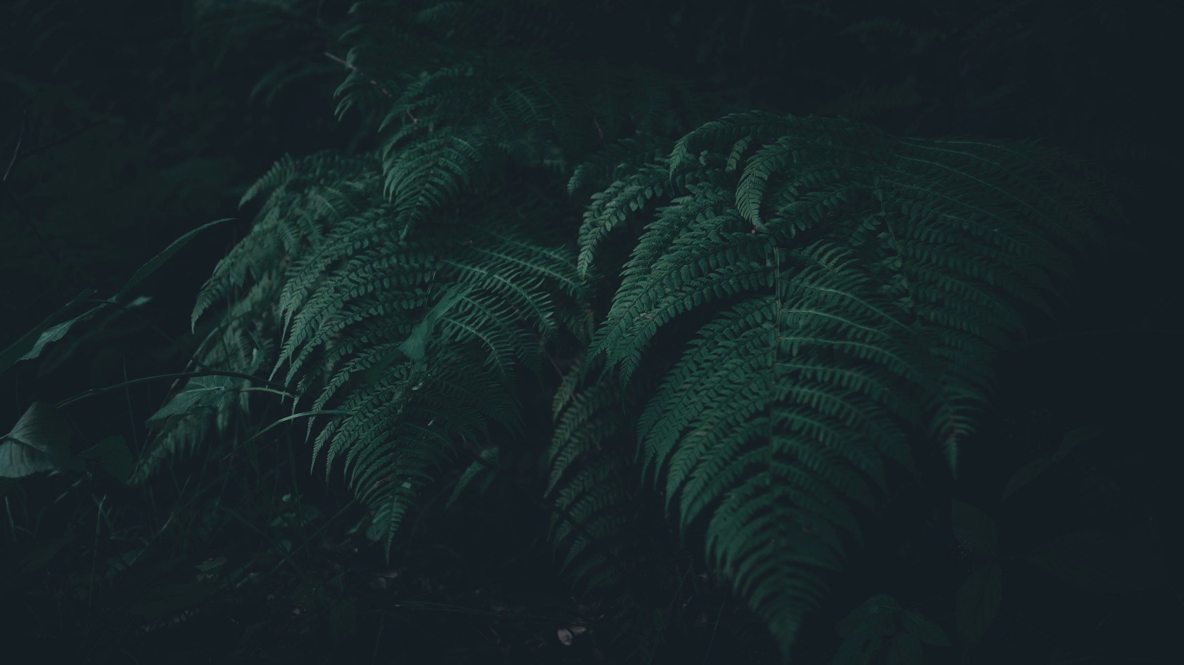 Why Certain Plants Glow Faintly Under UV Light