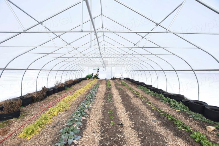 Why Farmers Once Planted by Neighbor Agreement, Not Just Instinct - Featured image