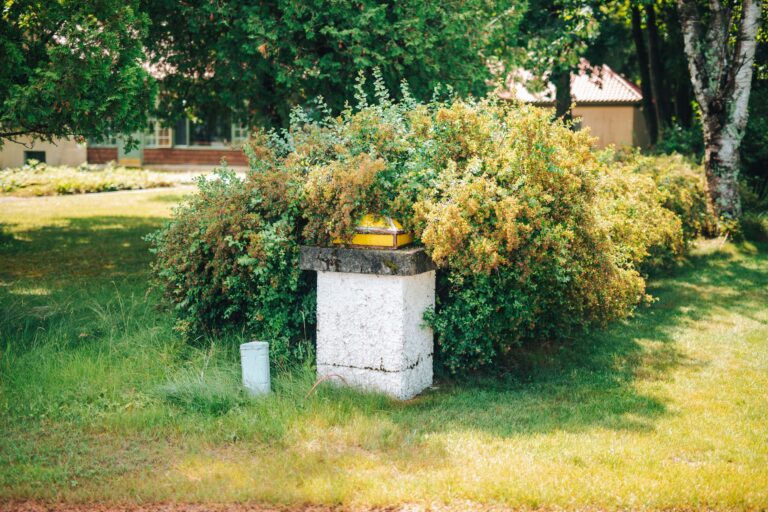 Why That Overgrown Shrub Might Be a Rare Botanical Find - Featured image