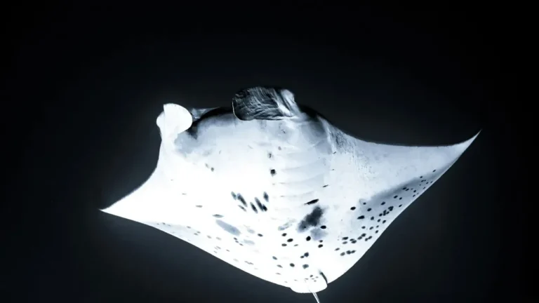 Mobula Rays Soar in Los Cabos Ocean Safari - Featured image