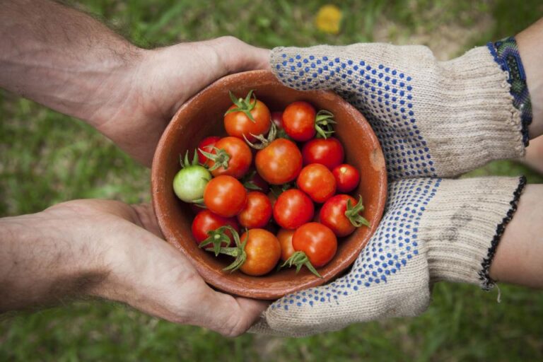 The Companion Plant Combination That Doubles Tomato Flavor - Featured image