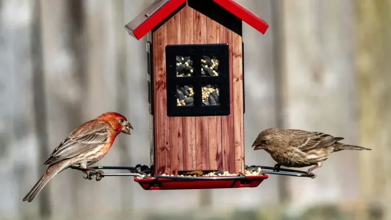 The Simple Backyard Trick That Turns Any Yard Into a Bird Paradise - Featured image