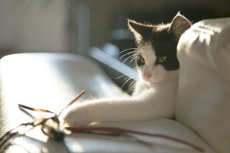 The Common Essential Oil That's Dangerous to Diffuse Around Cats - Featured image