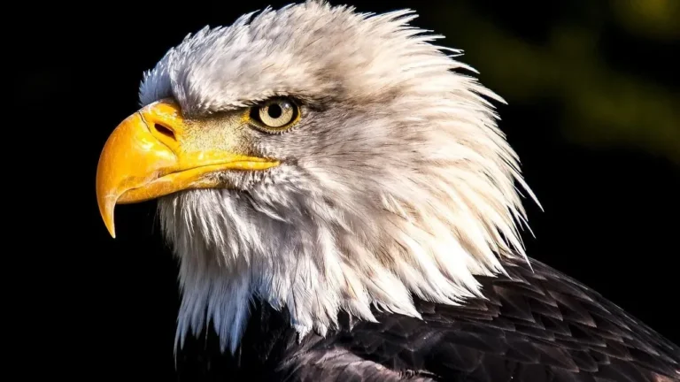 Big Bear Eagle Jackie Back in ICU After Setback - Featured image