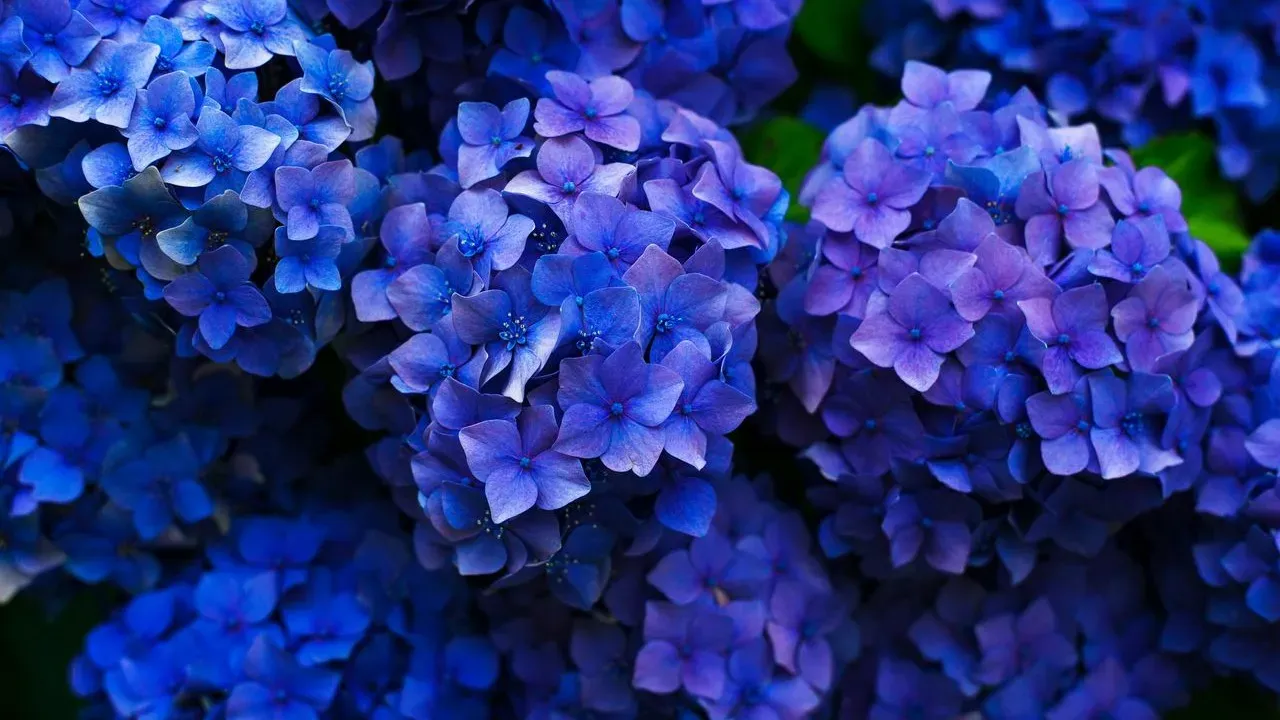 Three Underappreciated Hydrangeas That Offer Distinctive Garden Value