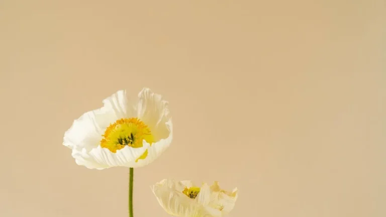Connecticut Farmer Turns Fields Into Seasonal Flower Arrangements - Featured image